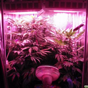 Day 46 @ 12/12 under 252w of HG LED