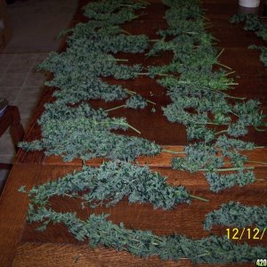 2009 Winter Harvest