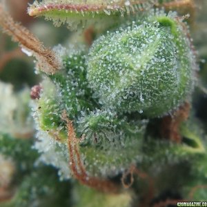 Blueberry 2 day 88 macro