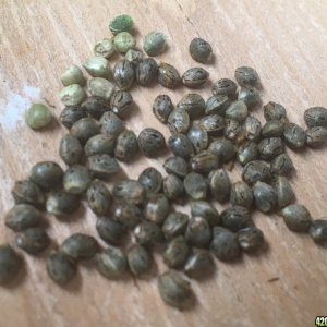 Special Kush #1 Seeds