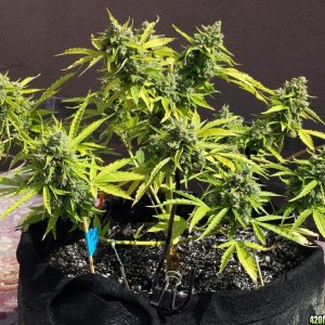 AK-47 day 91