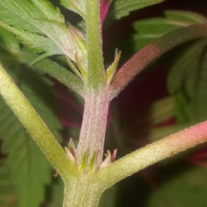 1/2 triploid 1/2 diploid..self topped (from seedling)..now main lined my wa