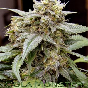 Cola Monster Genetics/OG Kush x Grand Daddy Purple-Pheno #1