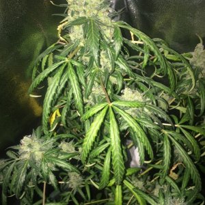 Skunk#1