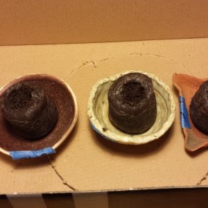 Peat pots in the shoe box 1