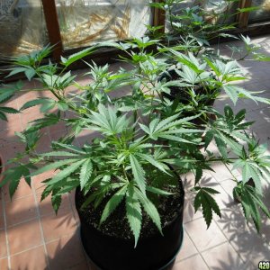 Sun Room Update-Week 1 of Flowering-8/20/17