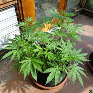 Sun Room Update-Week 1 of Flowering-8/20/17