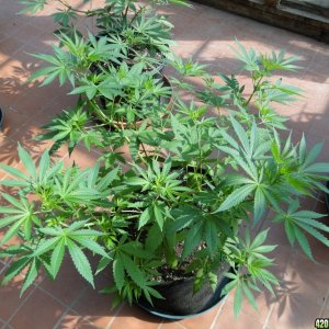 Sun Room Update-Week 1 of Flowering-8/20/17