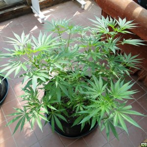 Sun Room Update-Week 1 of Flowering-8/20/17