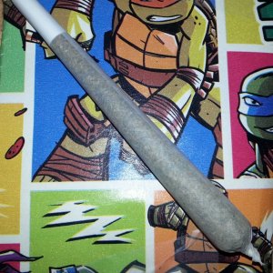 TMNT