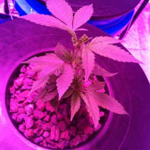 og kush clones day 13 in dwc