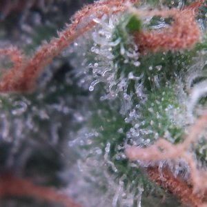 AK-47 macro day 97