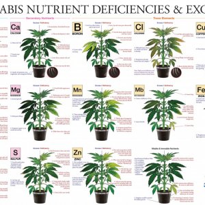 marijuana-deficiency-chart-jorge-cervantes2