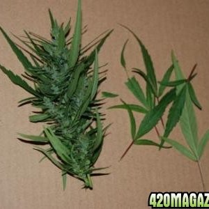 Leb sativa pheno bud