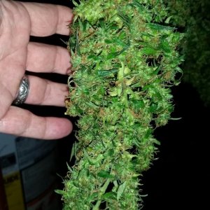 CBD Critical Cure