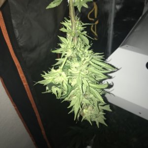 first time grow ace seeds panama