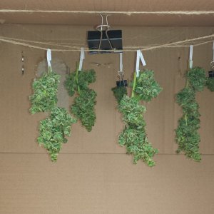 AK-47 2nd harvest buds hanging