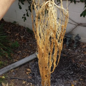 Blueberry 2 day 99 harvest roots