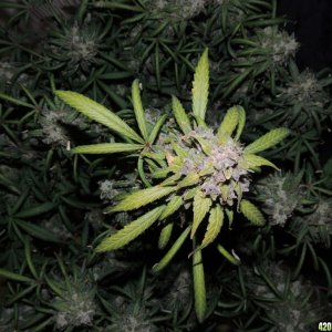 Auto Kryptonite Pyramid Seeds