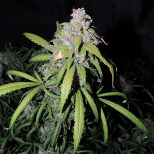 Auto Kryptonite Pyramid Seeds