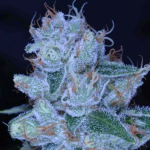 Designer OG cannabisseeds