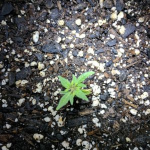 First time grower needs help