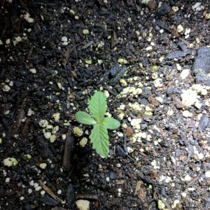 First time grower needs help