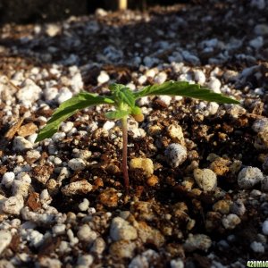 Blueberry 2 day 7