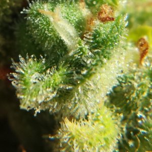 AK-47 day 103 macro