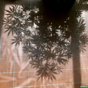 Cannabis Leaf Shadow