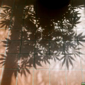 Cannabis Leaf Shadow