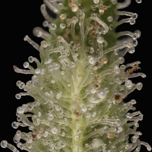 Jack Herer reg (Sensi seeds) #3 2017