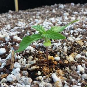 Blueberry 3 day 8