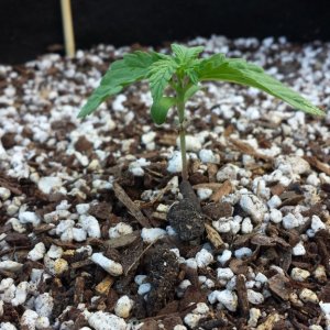 AK 5  day 8