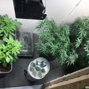 veg room