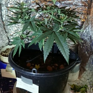 Chibas soil super lemon haze auto grow 2