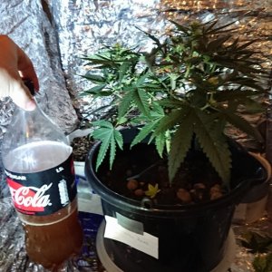 Chibas soil super lemon haze auto grow 0