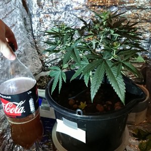 Chibas soil super lemon haze auto grow 01