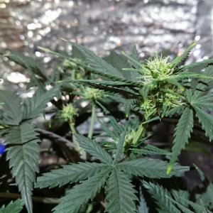 Chibas soil super lemon haze auto grow 02