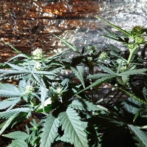 Chibas soil super lemon haze auto grow 03