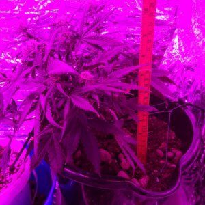 Chibas soil super lemon haze auto grow hight