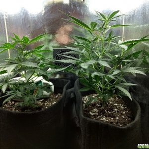 Auto Candy Kush Grow