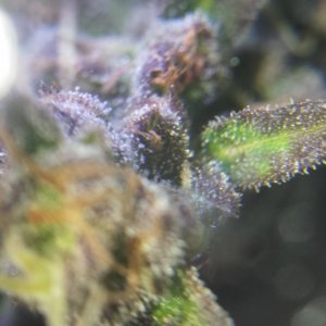 Trichs