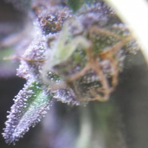 Trichs