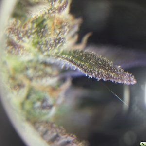 Trichs