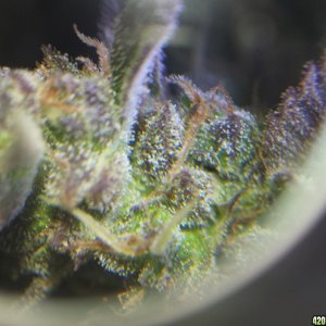 Trichs