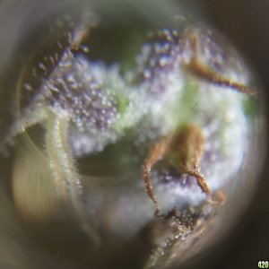 Trichs