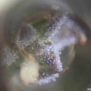 Trichs