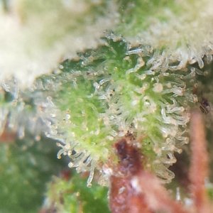 AK-47 day 109 macro