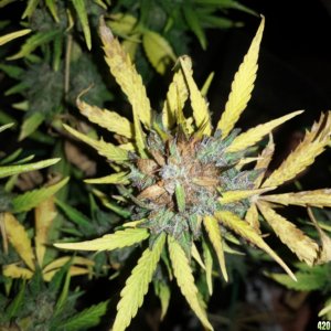 Brown patches - bud rot or not?